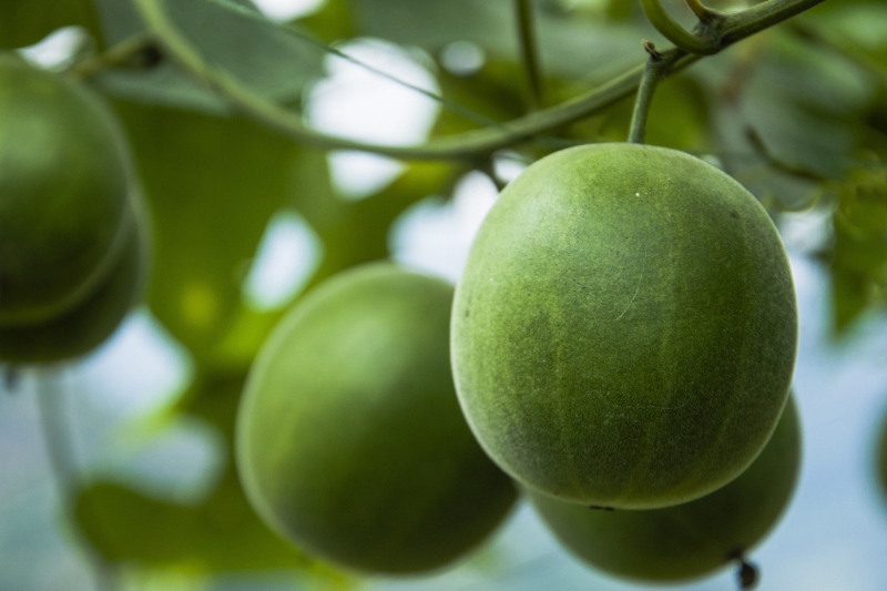 Layn debuts monk fruit decoction sweeteners and SteviUp M2 at IFT FIRST 2026
