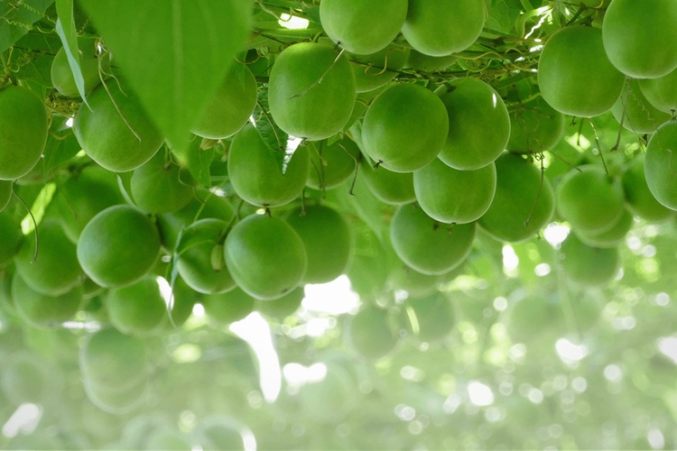 Layn launches new proprietary monk fruit strain