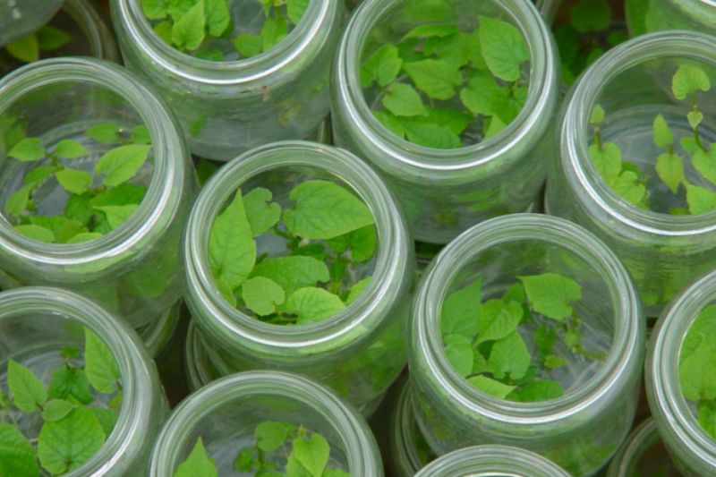 Layn Natural Ingredients bags SAI Gold status for monk fruit ingredient