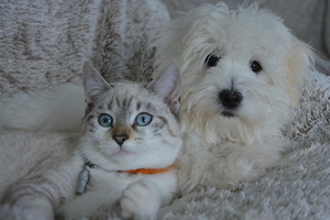 Layn Natural Ingredients debuts pet joint health solution, TruGo CARE