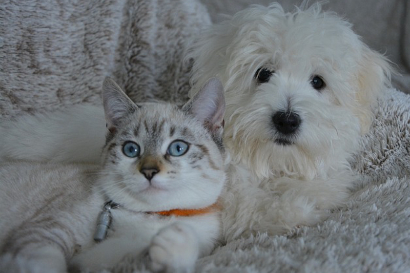 Layn Natural Ingredients debuts pet joint health solution, TruGo CARE