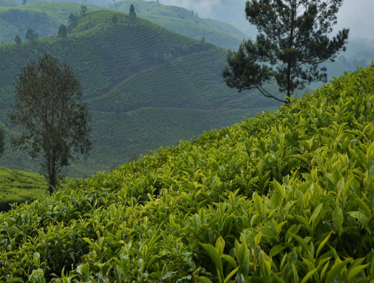 Layn Natural Ingredients expands tea extract range