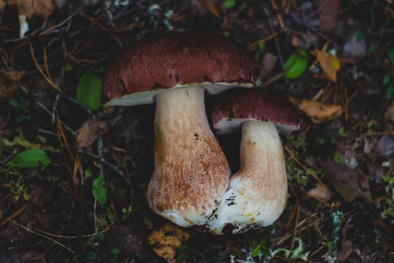 LBB Specialties signs functional mushroom distribution agreement with Myzel Organics