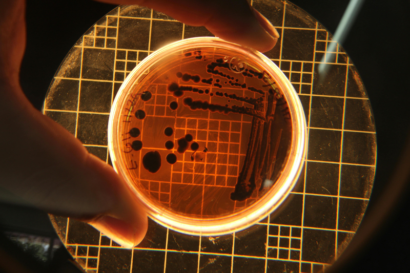 Lesaffre acquires Gingko Bioworks-owned Altar to bolster its fermentation R&D capabilities