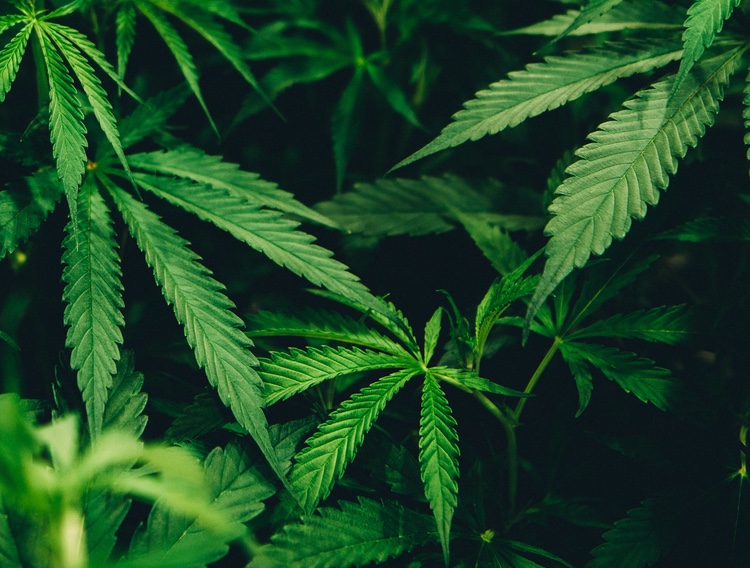 Lexaria grants cannabinoid API license to AnodGen Bioceuticals