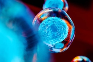 Life Extension debuts phytonutrient combination for stem cell function