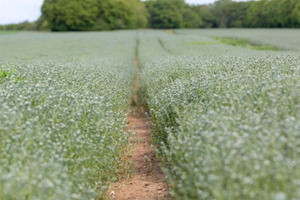 Literature review recognises Ahiflower Oil as a sustainable alternative to marine omega-3s