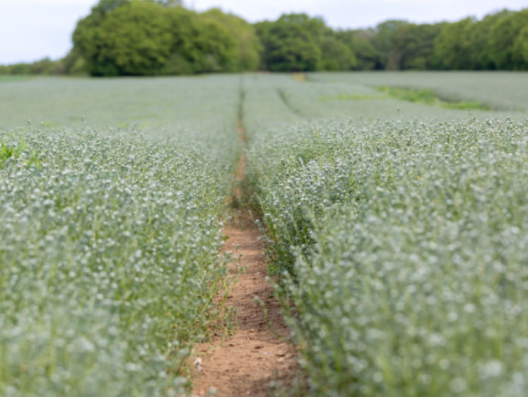 Literature review recognises Ahiflower Oil as a sustainable alternative to marine omega-3s