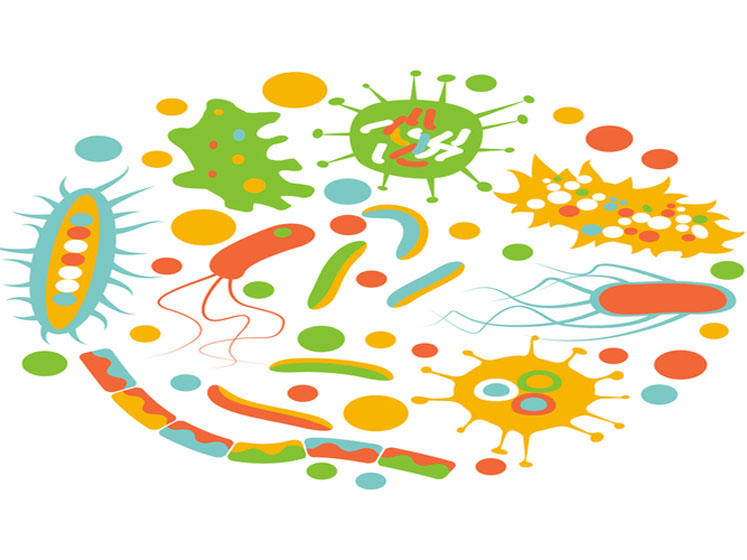 LNC acquires exclusive worldwide licence for Christensenella-based mood disorder therapeutic