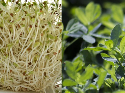 Luzixeen, the new superfood, at Vitafoods 2017

