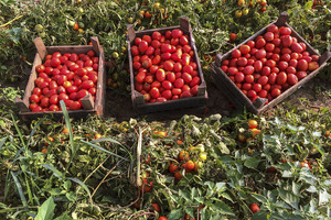 Lycored’s tomato extract is the first to achieve non-GMO project verification