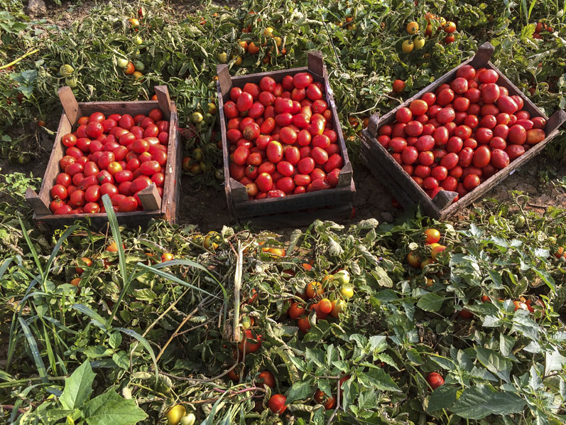 Lycored’s tomato extract is the first to achieve non-GMO project verification