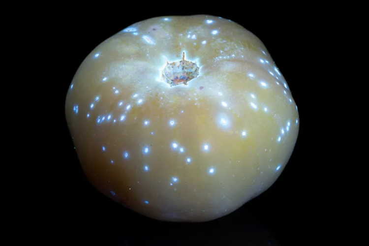 Lycored teams up with photographer to showcase glowing tomatoes