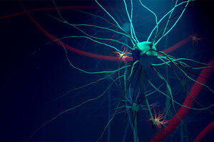 Lysoveta study shows brain delivery of EPA and DHA