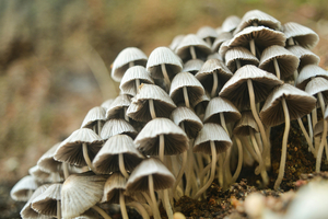 M2 Ingredients expands with novel cultivation and processing facility
