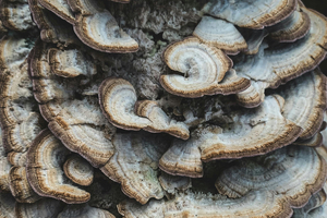 M2 Ingredients opens US organic functional mushroom growing facility