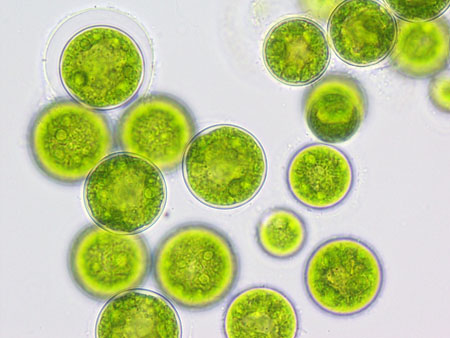 Make the omega-3s green!