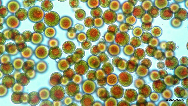 Making a difference with organic astaxanthin
