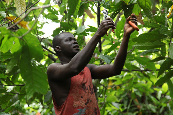 Making cocoa farming more sustainable and profitable