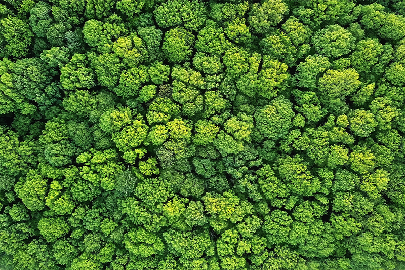 Making Cosmetics unveils Green Dream for sustainable innovation