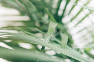 Malaysia’s MOH authorises palm tocotrienol