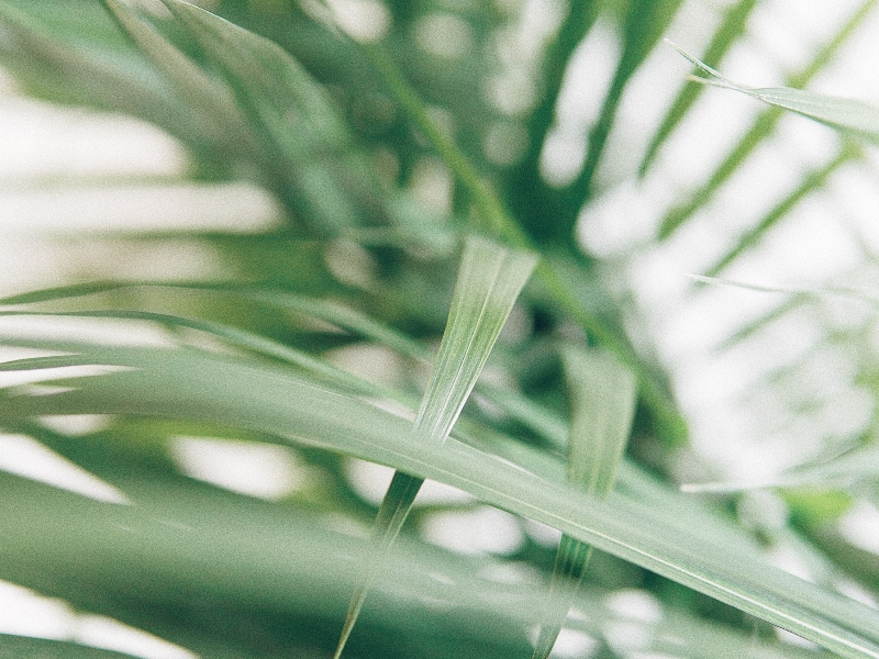 Malaysia’s MOH authorises palm tocotrienol