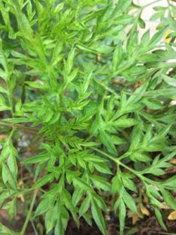 Malaysian medicinal herb has antidiabetic properties