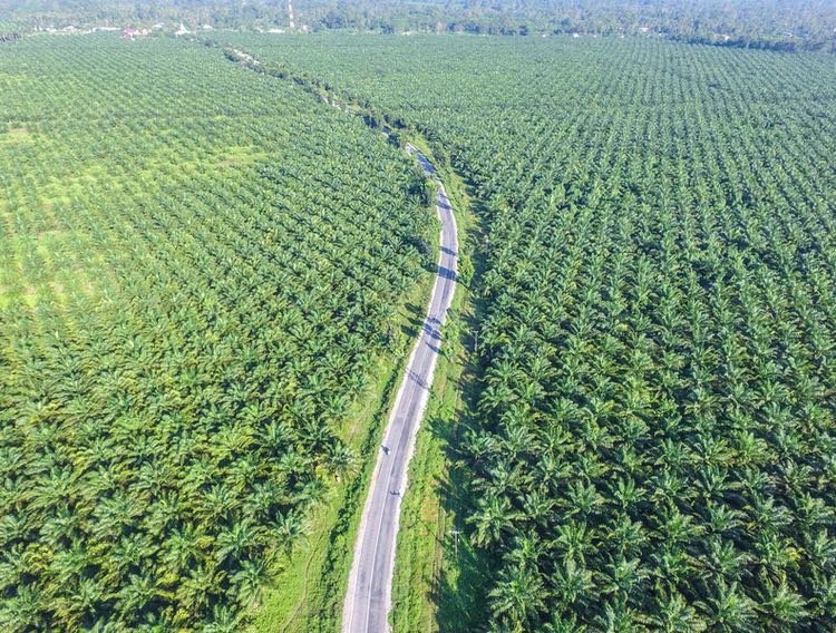 Malaysian palm oil industry adds blockchain technology 