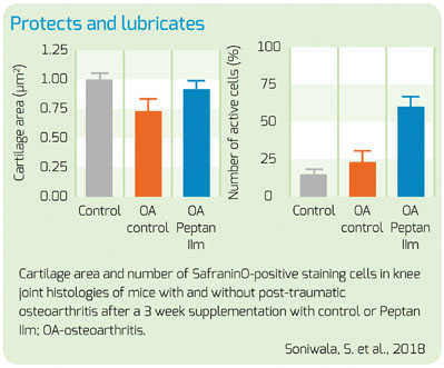 Figure 2: Effects of Peptan IIm supplementation 