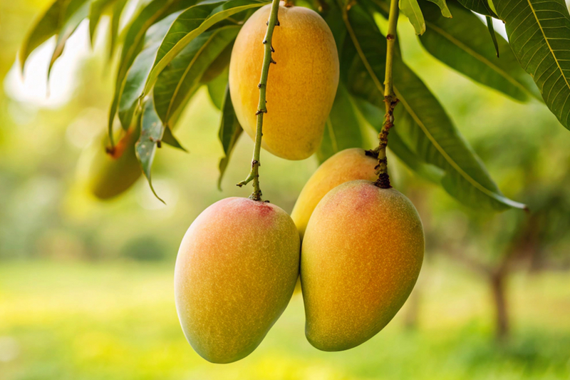 Mango extract boosts cognition in gamers, study reveals