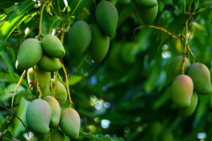 Mango extract proves beneficial for cognitive health and memory in human study