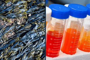 Mara Renewables closes fundraising with $39.5m for microalgae portfolio