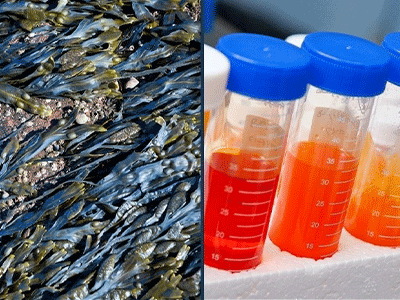 Mara Renewables closes fundraising with $39.5m for microalgae portfolio