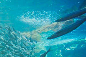 Marine collagen peptides from a sustainable source