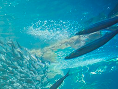 Marine collagen peptides from a sustainable source