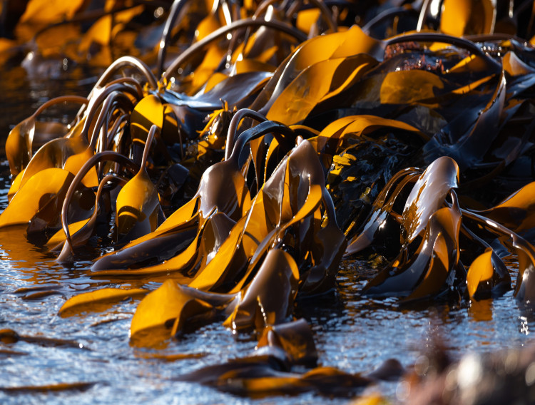 Marinova fucoidan wins Australian award for eco innovation