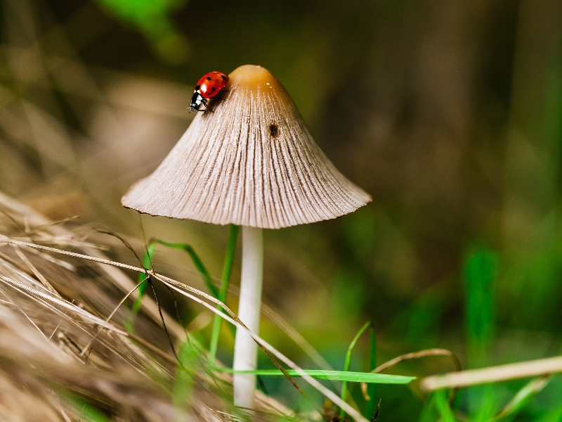 Meati receives patent for cardiovascular health boosting mushroom composition