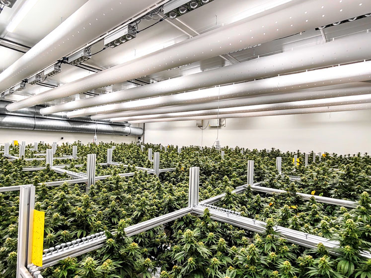 Medical cannabis producers target global growth drive through UK crowdfund platform