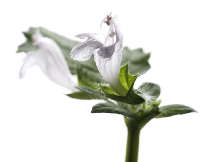 Melissa Phytosome: substantiating the ability of a precious plant to restore daily balance