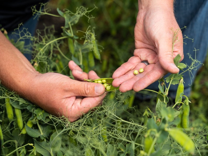 Merit launches organic plant protein ingredient