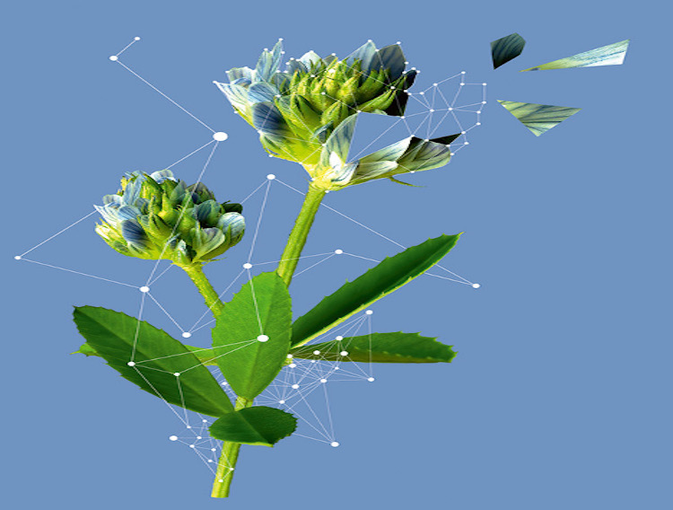 Mibelle Biochemistry powder extract for skin health