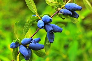 Mibelle Biochemistry spotlights endurance & fitness booster at Vitafoods Stand D139