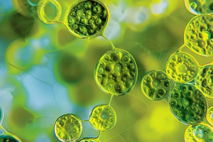 Microalgae extract ZenGut supports the gut-brain axis in novel study