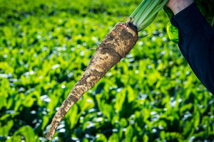 Microbiota modulation with prebiotic chicory root fibre shows mood improvement