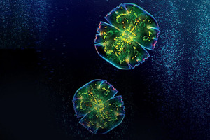Microphyt to showcase microalgae-based ingredients at SupplySide West