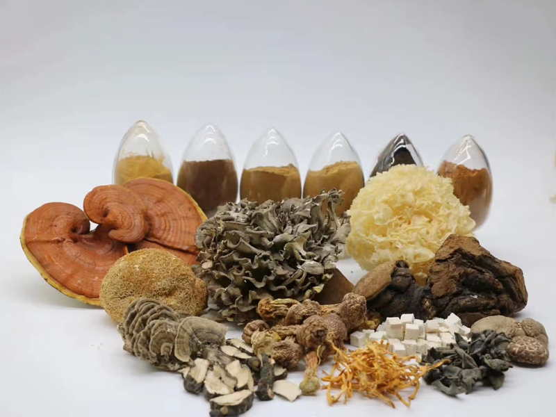 MIGU unveils superior quality fungus extract powder 
