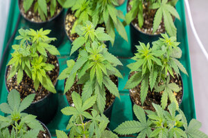 Mile High Labs earns NSF GMP certification for dietary supplements