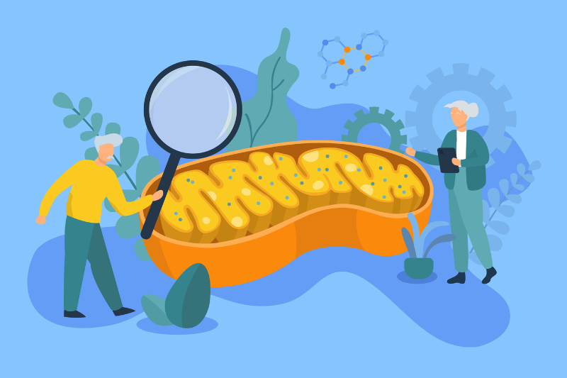 Mitochondrial health emerges as a foundational pillar of healthspan nutrition