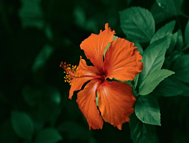 Monteloeder botanical ingredient may assist weight management
