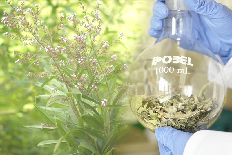 Monteloeder joins Hub de la Vera to further research its lemon verbena extract
